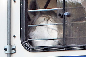 Foto: Transport eines Pferdes