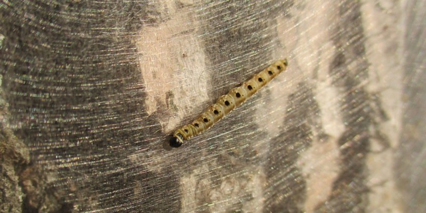 Raupe der Gespinstmotte Foto: Raupe der Gespinstmotte