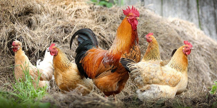 Hähnchen Geflügel Foto: Hähnchen Geflügel