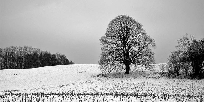 Foto: Baum mit Schnee