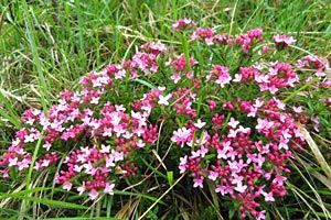 Foto: Rosa blühende Pflanze