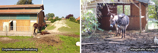 Eselhaltung gut und schlecht Foto: Eselhaltung gut und schlecht