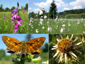 Natur und Artenschutz Collage Foto: Sumpf-Gladiole, Streuwiese Deininger Moos, Früher Kommafalter und Gold-Distel