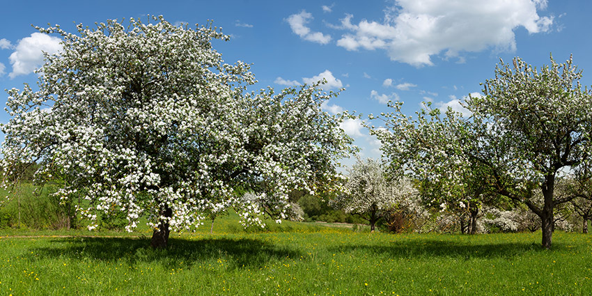 Foto: Blühende Apfelbäume